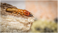 Kalotermitidae
