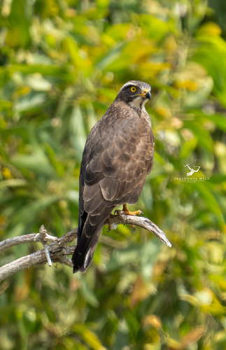 Gray-faced Buzzard