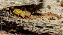 Kalotermitidae