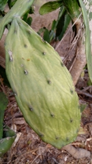 Opuntia cochenillifera