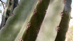 Pachycereus pecten-aboriginum