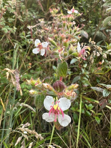 Monochaetum glanduliferum