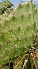 Opuntia fuliginosa