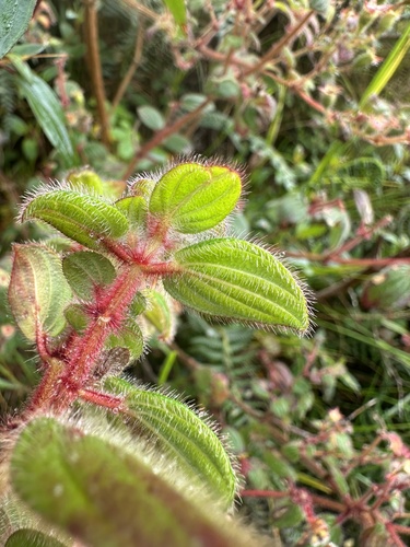 Monochaetum glanduliferum, photograph 2