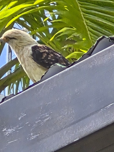 Yellow-headed Caracara
