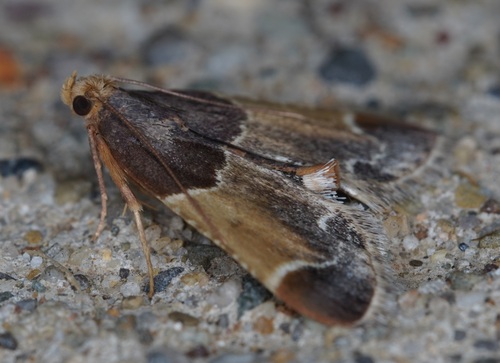 Meal moth photo 4