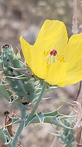 Mexican prickly poppy