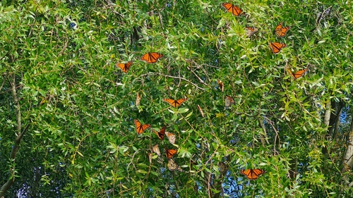 Monarch
