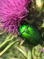 Protaetia cuprea ignicollis