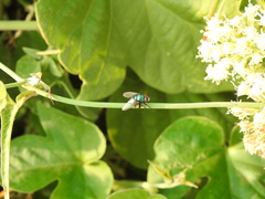 Lucilia eximia