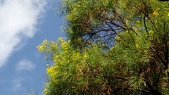 Astianthus viminalis