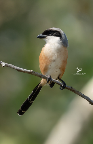 Long-tailed Shrike