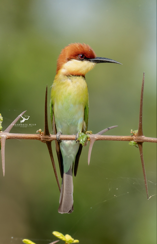 Chestnut-headed Bee-eater
