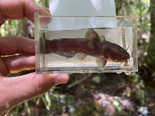 Black madtom (Noturus funebris) — Ictaluridae — 4