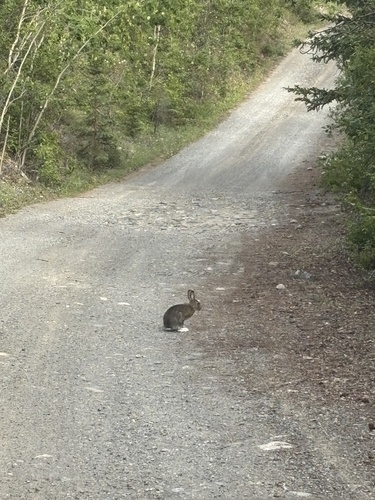 Snowshoe Hare