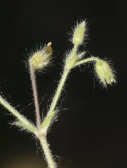 Cerastium brachypetalum