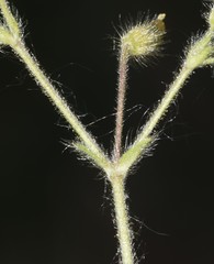 Cerastium brachypetalum