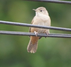 Troglodytes aedon