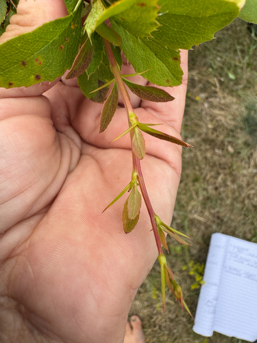 European barberry