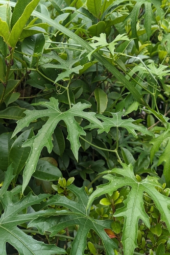 Trichosanthes rosthornii