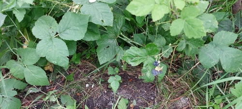 European dewberry