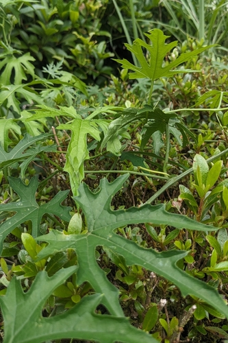 Trichosanthes rosthornii, photograph 2
