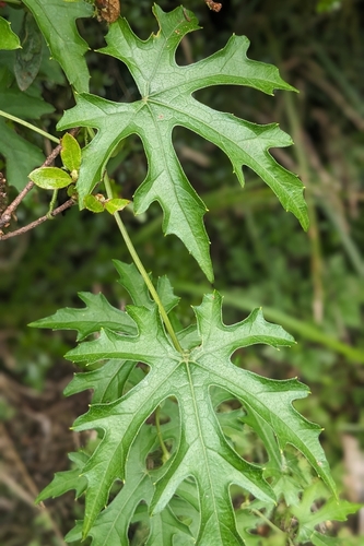 Trichosanthes rosthornii, photograph 3