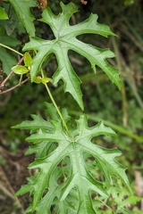(c) 許文俊, some rights reserved (CC BY-SA) Trichosanthes rosthornii, photograph (c) 許文俊, some rights reserved (CC BY-SA)