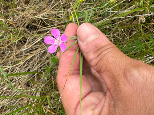 Maiden Pink
