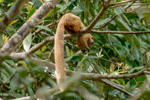 Pale Giant Squirrel