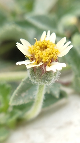 Tridax Daisy