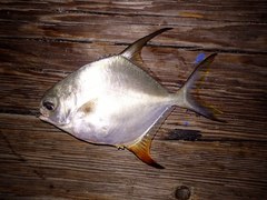 Trachinotus falcatus