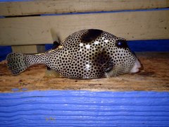 Lactophrys bicaudalis