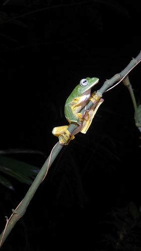 Rhacophorus reinwardtii