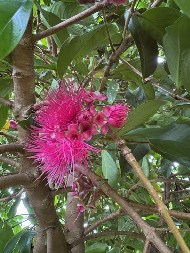 Syzygium malaccense observed 2026-06-29