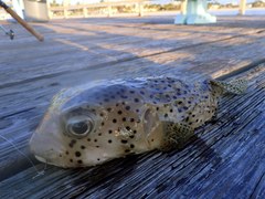 Chilomycterus reticulatus