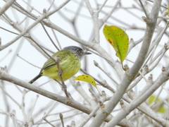 Todirostrum maculatum