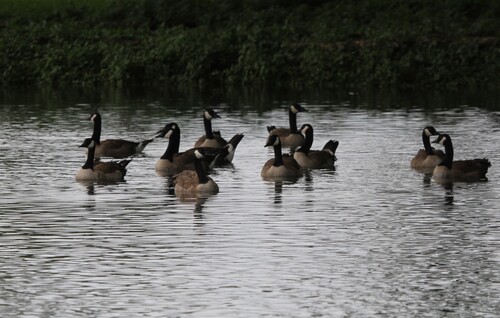Branta canadensis observed 2014-06-29