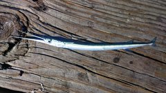 Platybelone argalus
