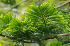 Araucariaceae