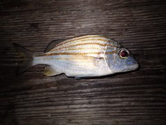 Haemulon carbonarium