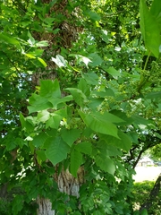 Toxicodendron radicans
