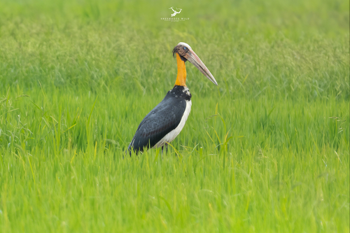 Lesser Adjutant