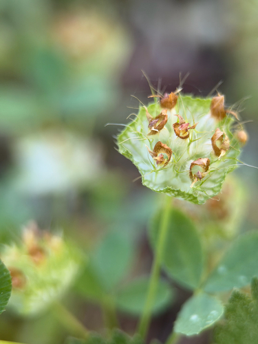 Trifolium cyathiferum, photograph 2