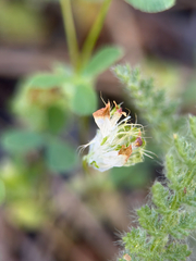 Trifolium cyathiferum
