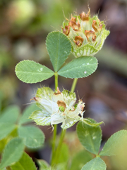 Trifolium cyathiferum, photograph (c) klicklo, some rights reserved (CC BY)