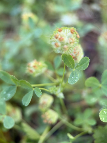 Trifolium cyathiferum, photograph 4