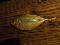 Chloroscombrus chrysurus