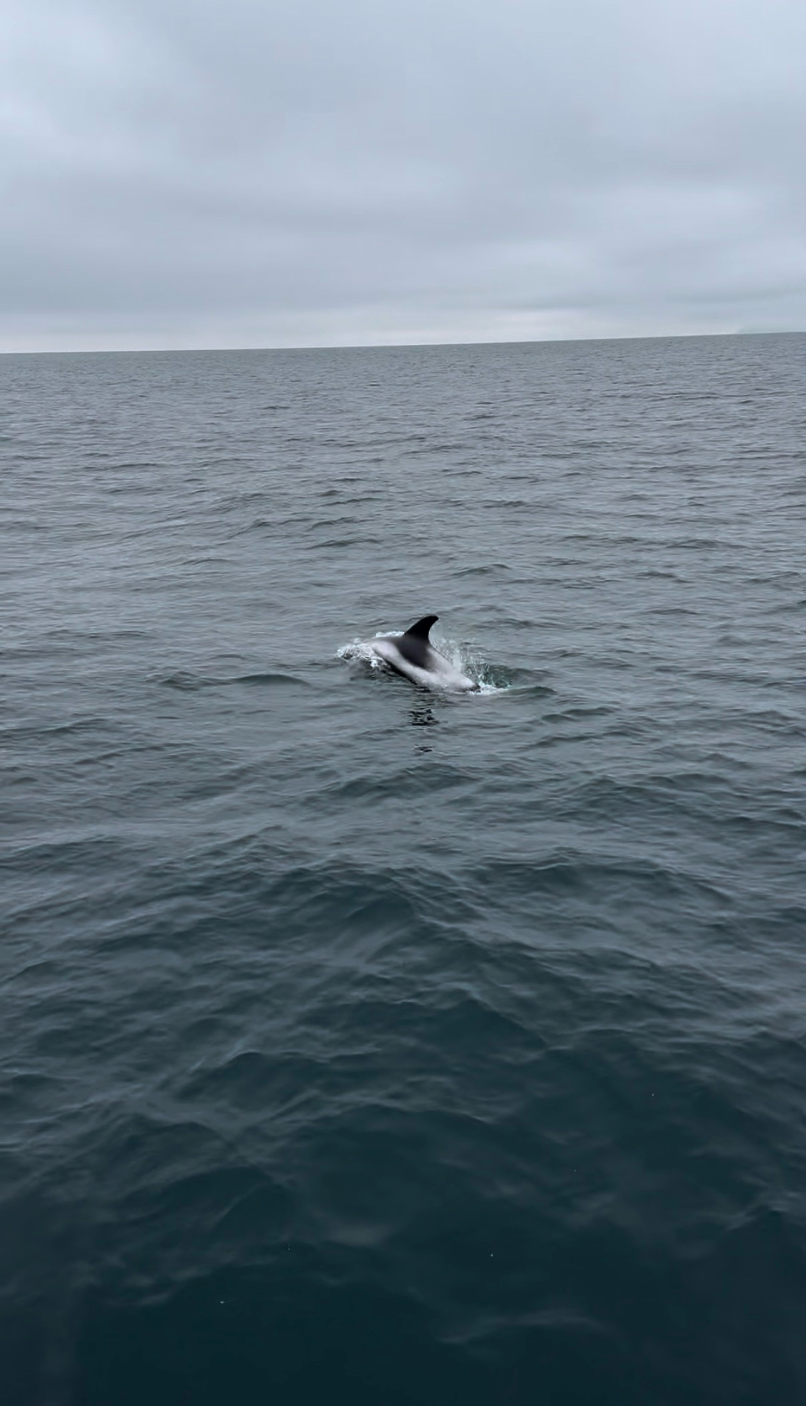 Lagenorhynchus albirostris