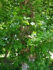 Toxicodendron radicans